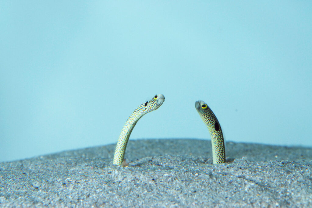 Anguilles jardinières - Heteroconger hassi © Océanopolis