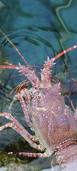 La langouste
 rose