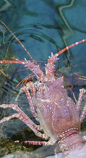 La langouste
 rose