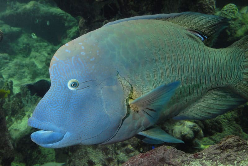 Le poisson Napoléon, Cheilinus undulatus