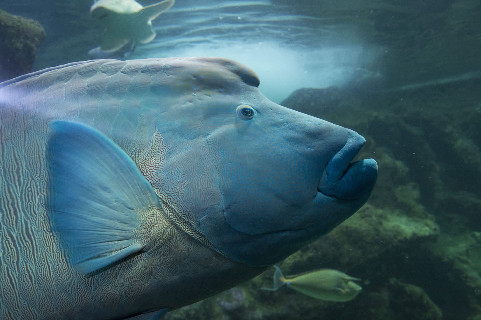 Le poisson Napoléon, Cheilinus undulatus