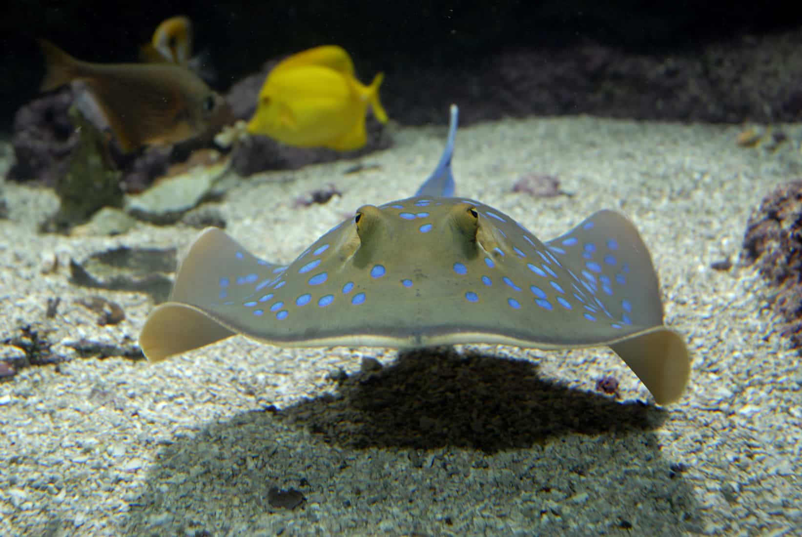 La raie pastenague à points bleus - Taeniura lymma ©Océanopolis