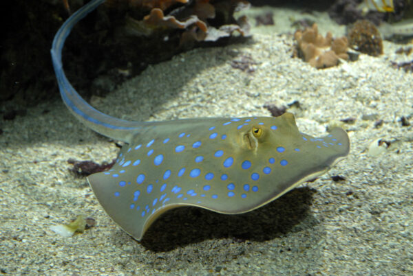 La raie pastenague à points bleus - Taeniura lymma ©Océanopolis