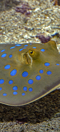 Le requin-zèbre - Oceanopolis