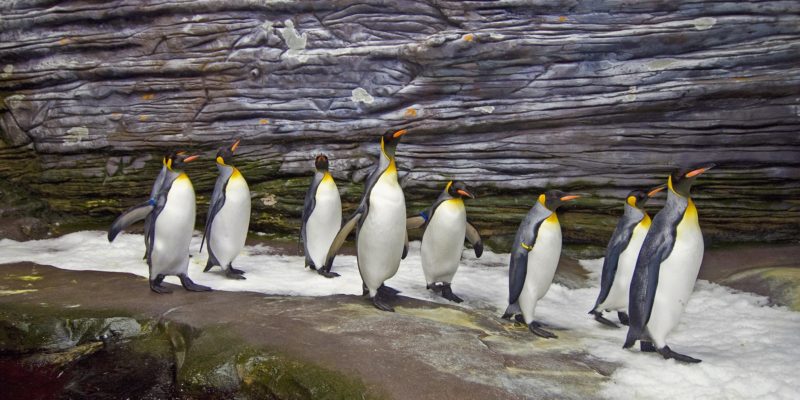 Manchots royaux - Aptenodytes patagonicus © Océanopolis
