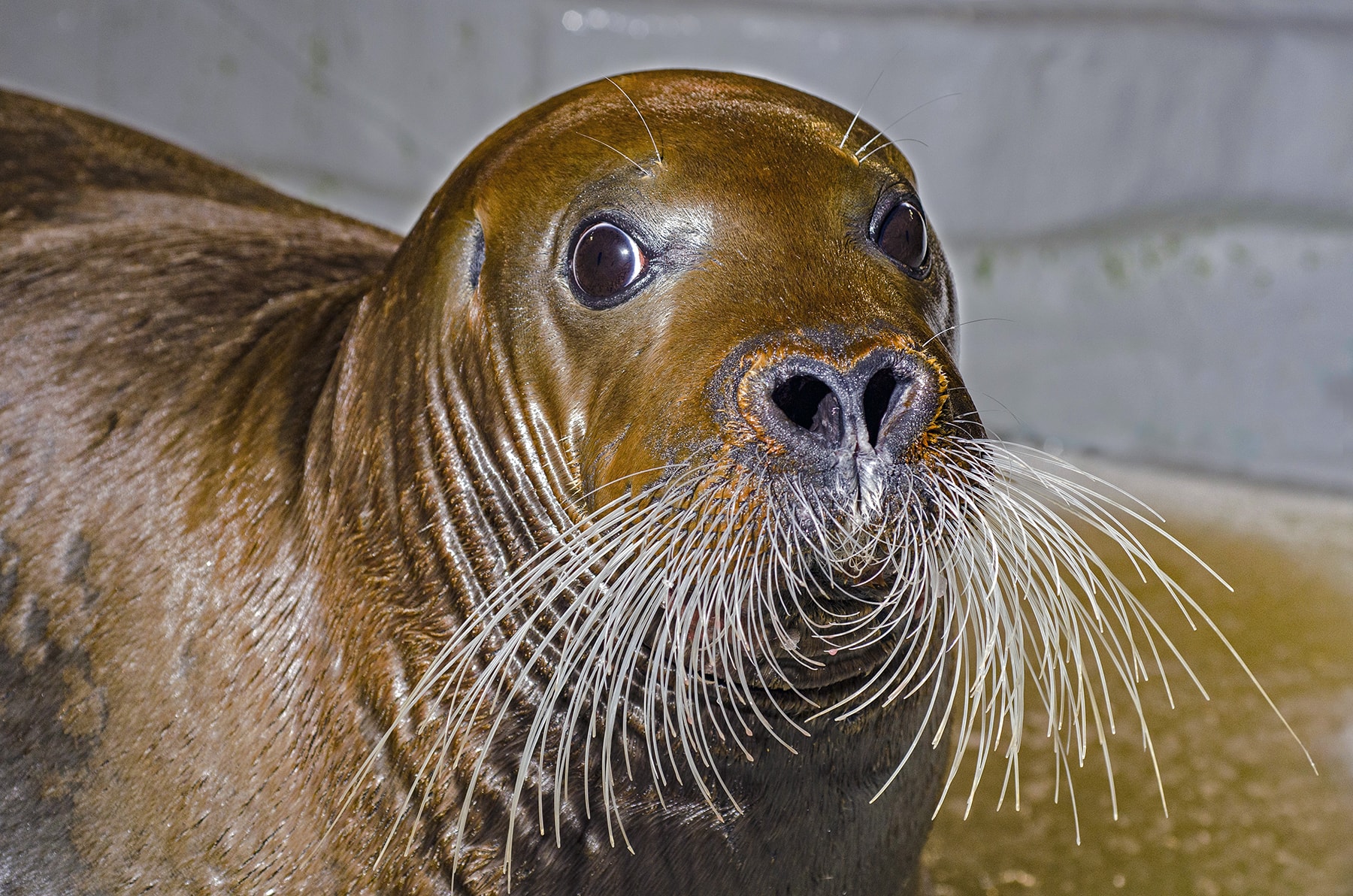 Phoque à moustaches, espèce arctique parmi les plus imposantes et rarement présentées en aquarium.