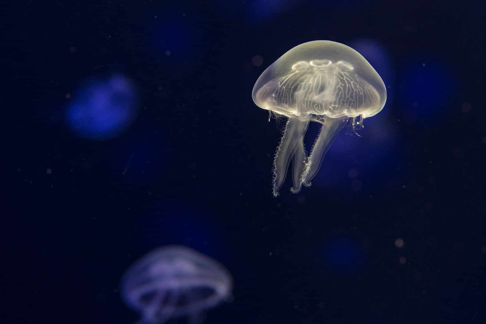 La méduse Aurélie - Oceanopolis