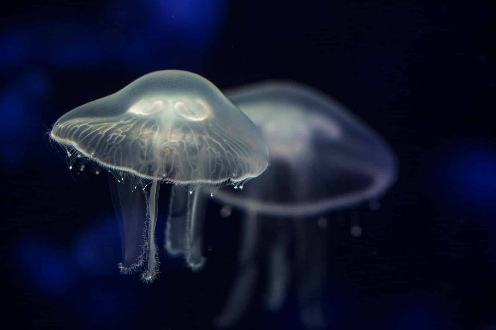 La méduse Aurélie - Oceanopolis