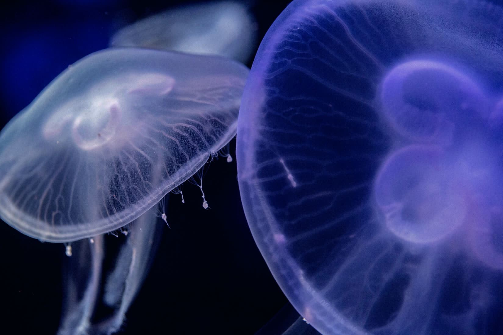 La méduse Aurélie - Oceanopolis