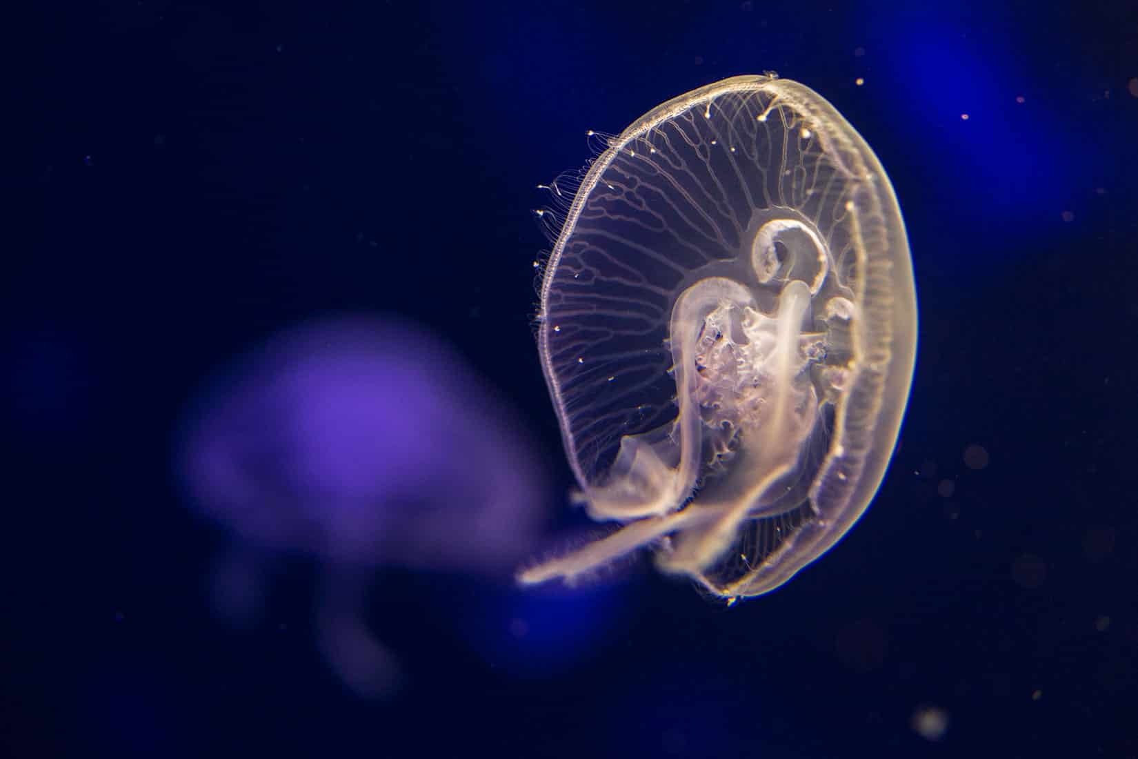 Méduses - Aurelia aurita