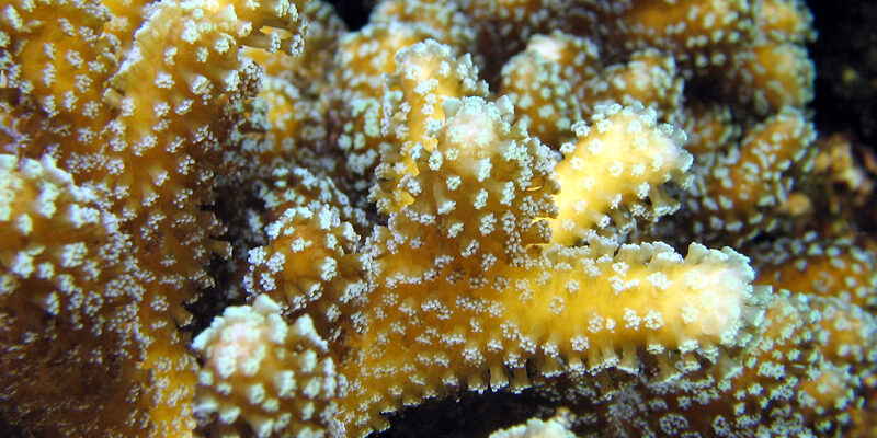 Coraux durs - Stylophora pistillata - © Océanopolis