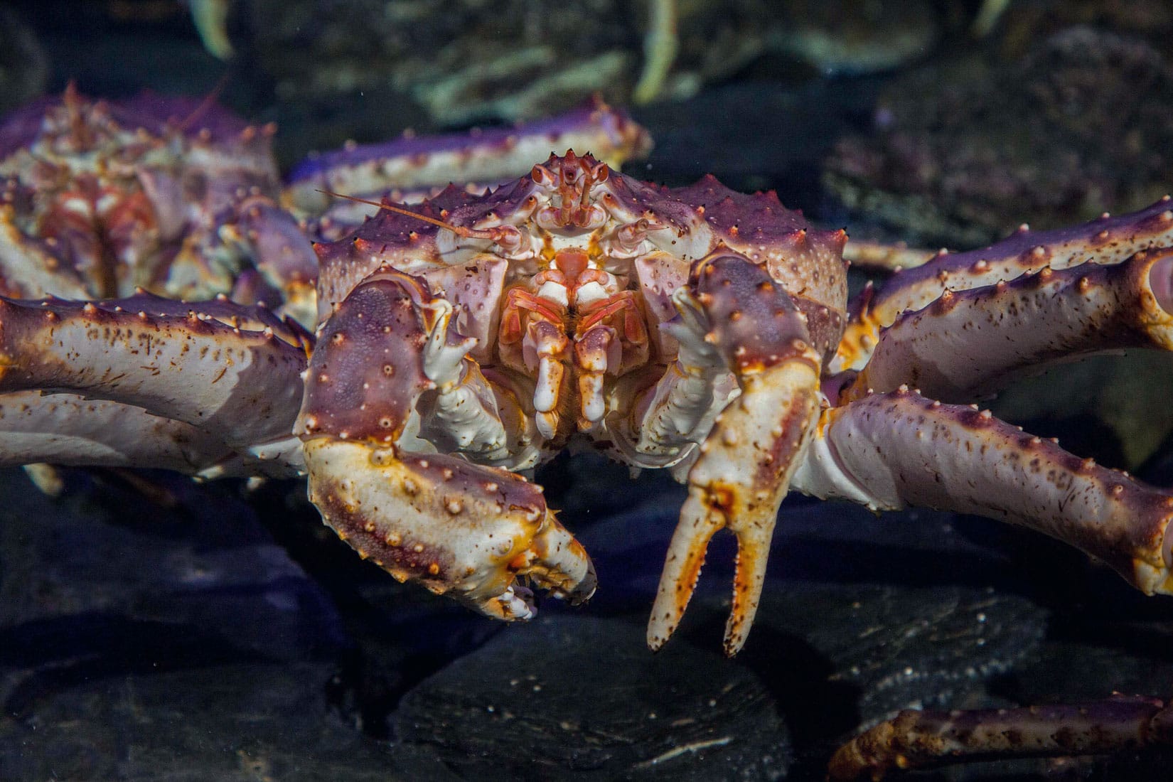 Le crabe royal du Kamtchatcka - Paralithodes camtschaticus