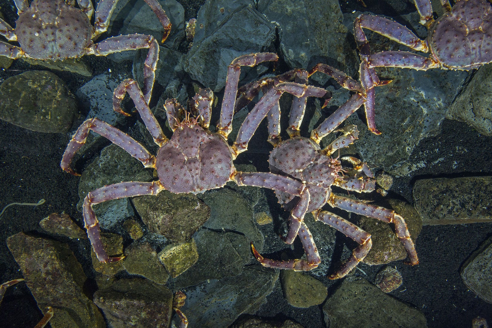 Crabe royal du Kamtchatka — Wikipédia