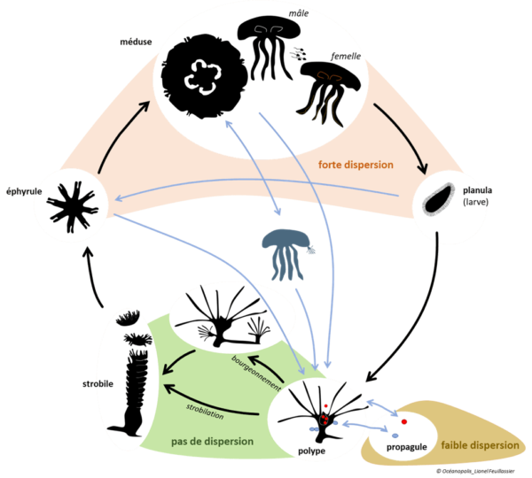 Cycle de développement de la méduse Aurelia aurita