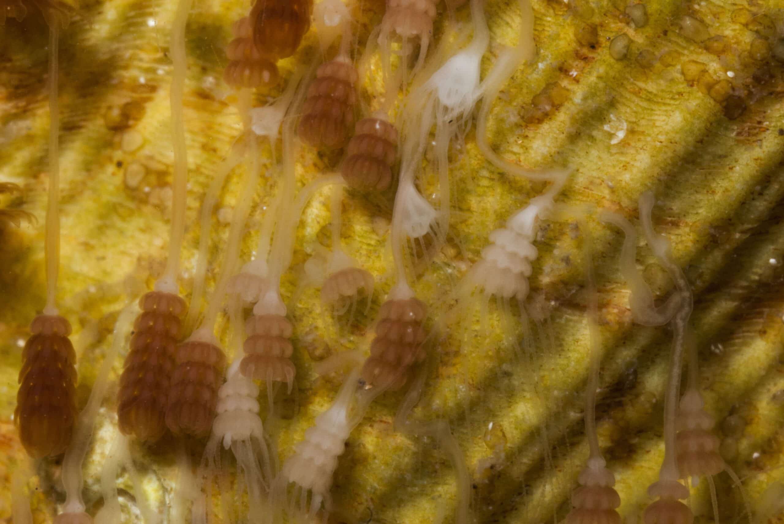 Strobiles de méduse Aurelia aurita