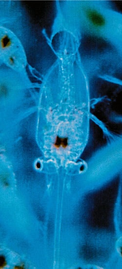 Explorateur du plancton :
rendre visible l’invisible