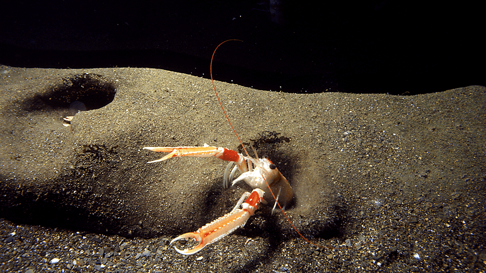 Langoustine dans son terrier à Océanopolis