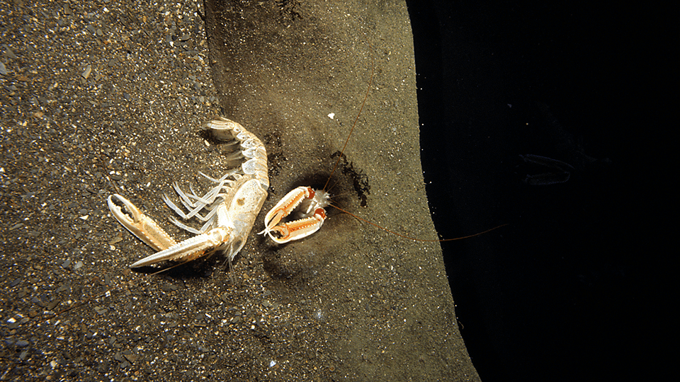 Mue de langoustine et langoustine dans son terrier à Océanopolis