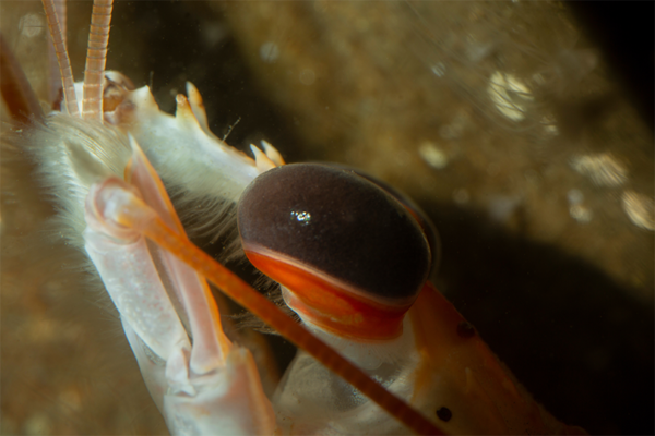 Zoom sur l'œil de la langoustine à Océanopolis