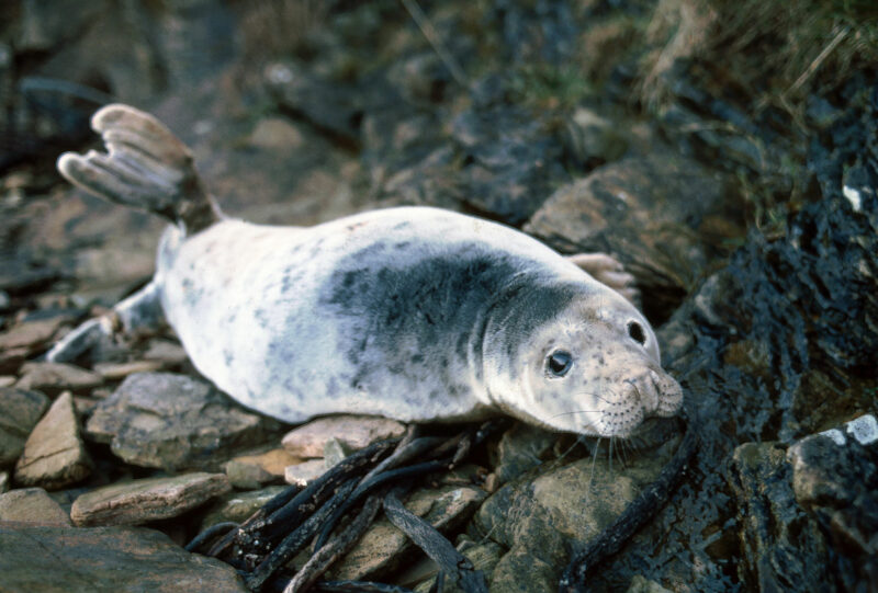 Phoque gris (halichoerus grypus) en milieu naturel - © Océanopolis