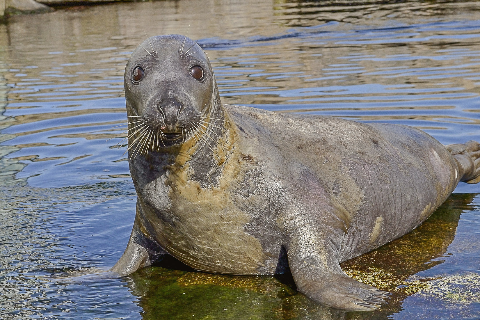 La vie d’un phoque gris en mer d’Iroise Océanopolis