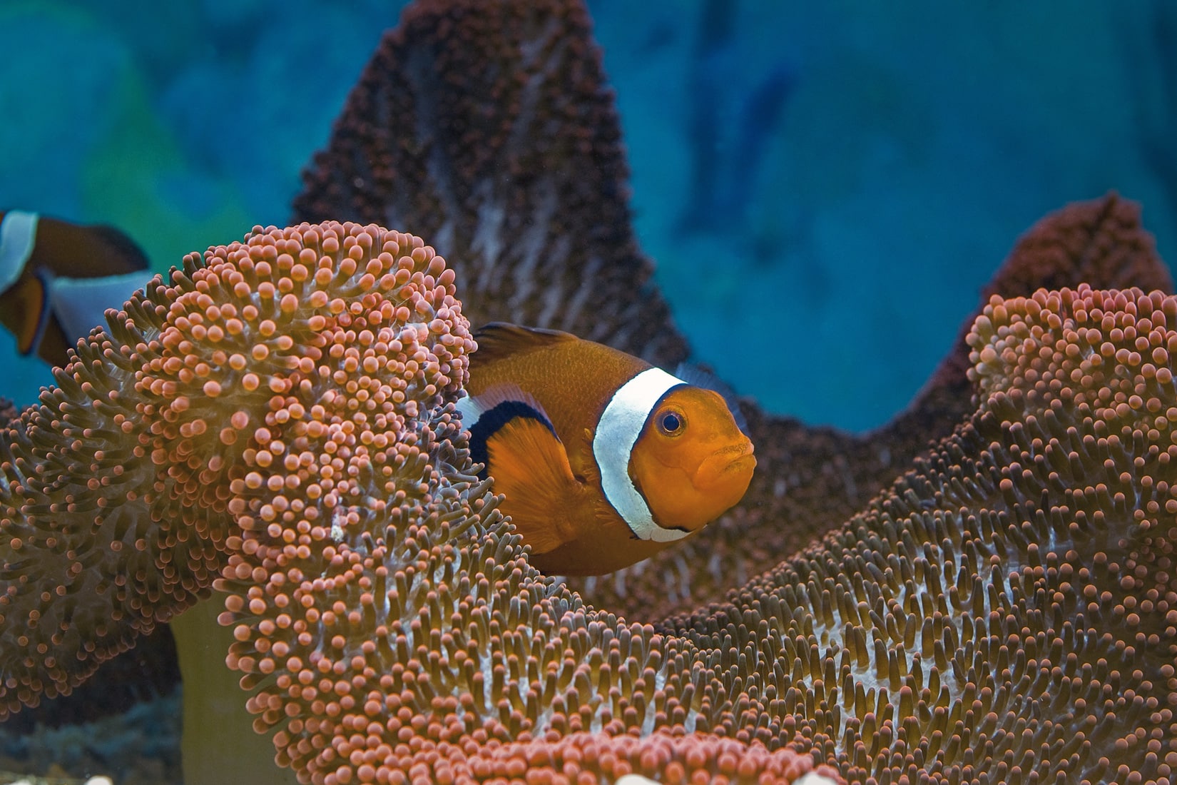 Le poisson-clown et son anémone hôte - Amphiprion ocellaris