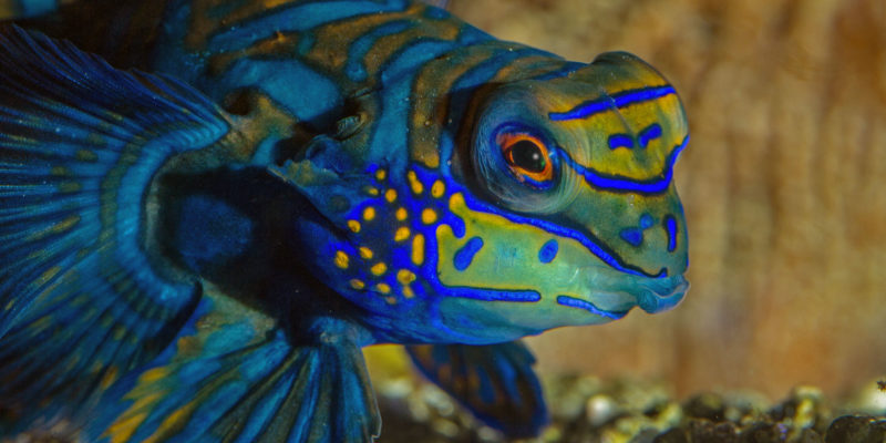 Le poisson Mandarin - Synchiropus splendidus