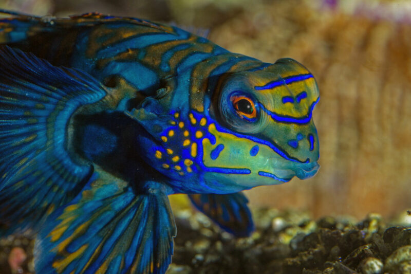 Le poisson Mandarin - Synchiropus splendidus