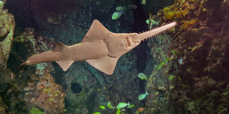 Le poisson-scie - Pristis pristis ©Océanopolis