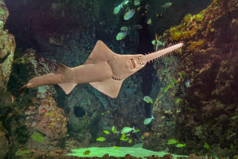 Le poisson-scie - Pristis pristis ©Océanopolis