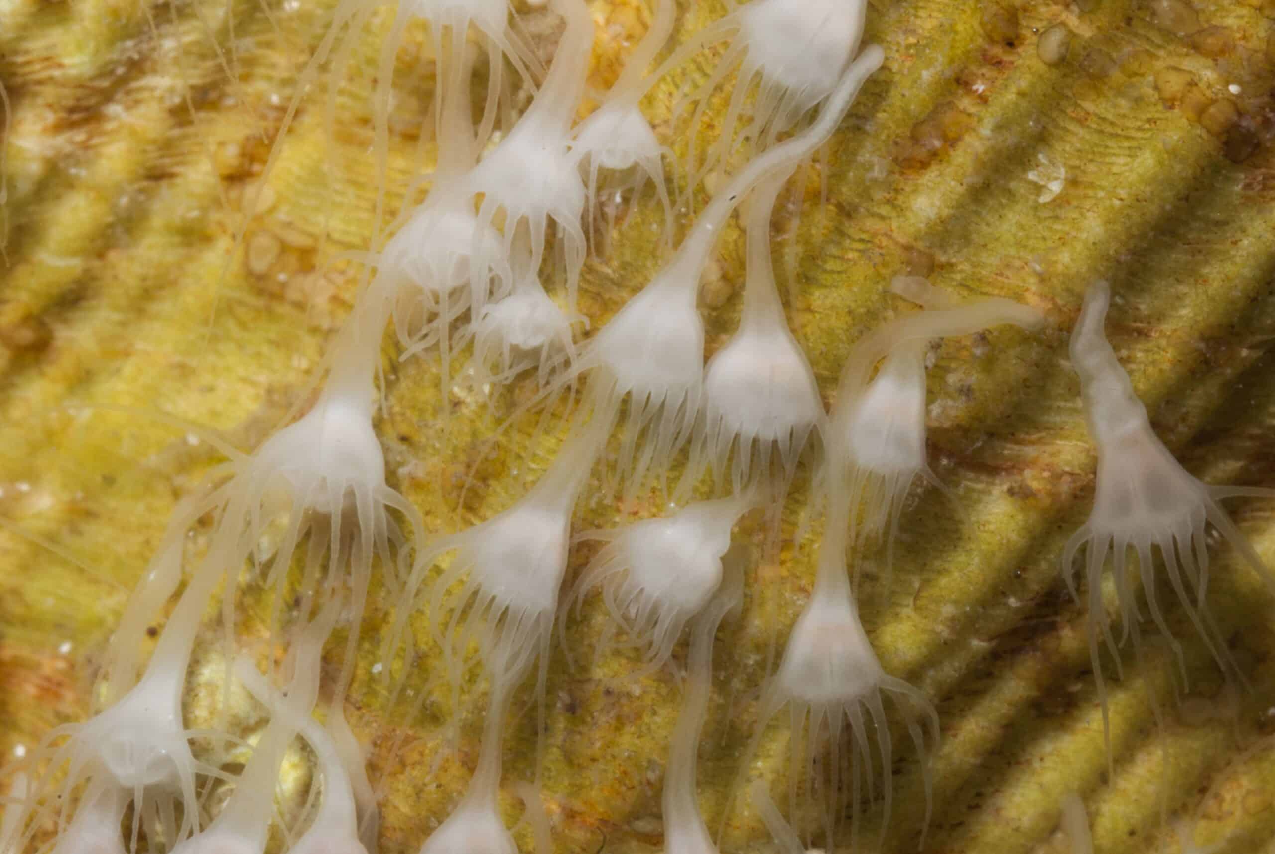 Polypes de méduse Aurelia aurita