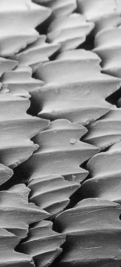 Bio-inspiration,
source d’innovations