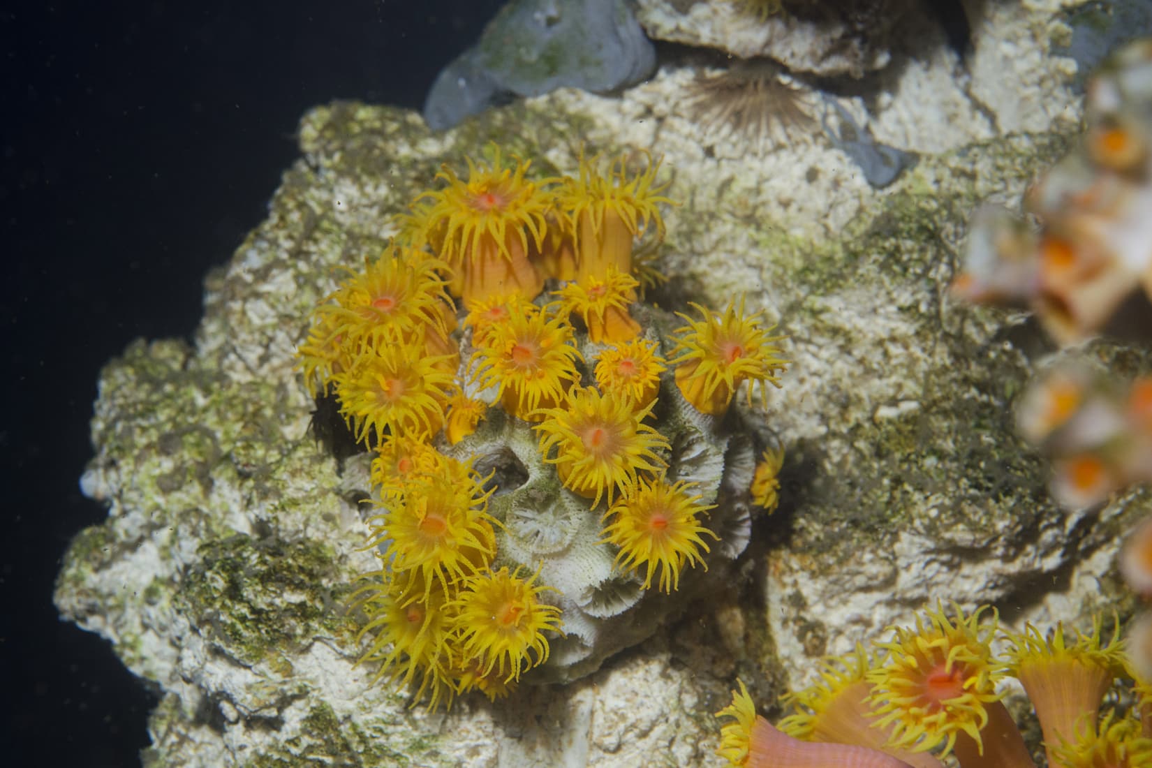 Corail doré - Tubastrea © Océanopolis