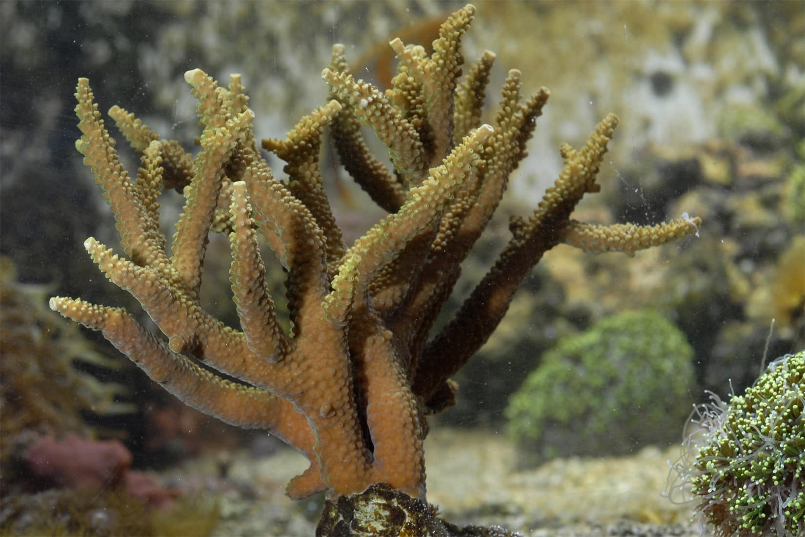 Corail dur - Acropora © Océanopolis