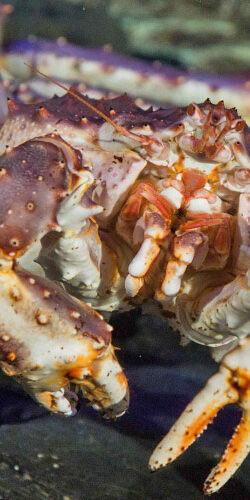 Le crabe royal du Kamtchatka