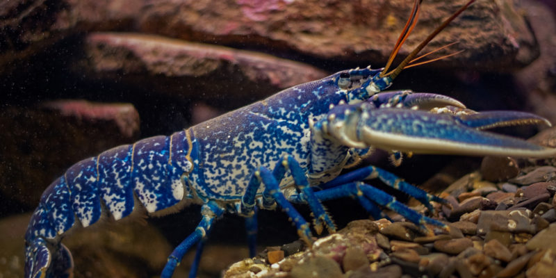 Le homard Européen - Oceanopolis