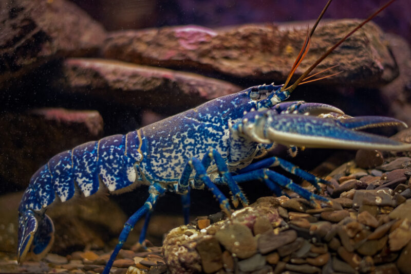 Le homard - Homarus gammarus © Océanopolis