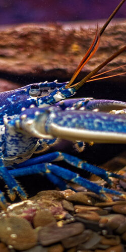 Le homard
 Européen