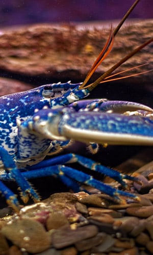 Le homard
 Européen