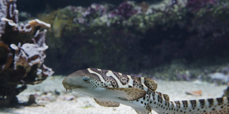 Juvénile de requin-zèbre - Stegostoma fasciatum © Océanopolis