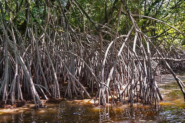 Les mangroves