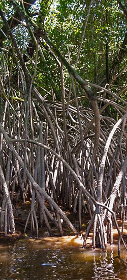 La mangrove guyanaise entre océan et forêt tropicale (2nde)