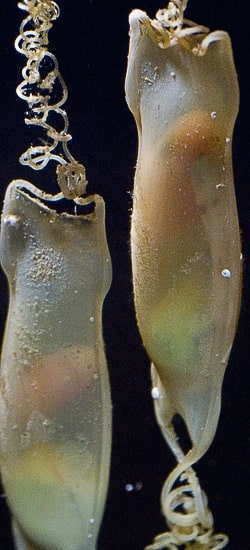 La reproduction en milieu marin