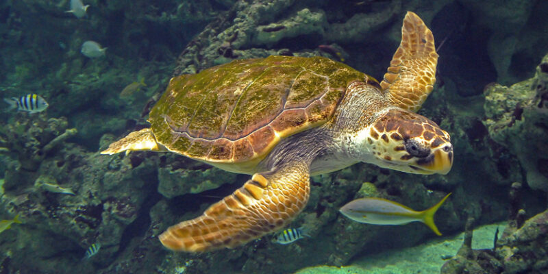 La tortue caouanne © Océanopolis