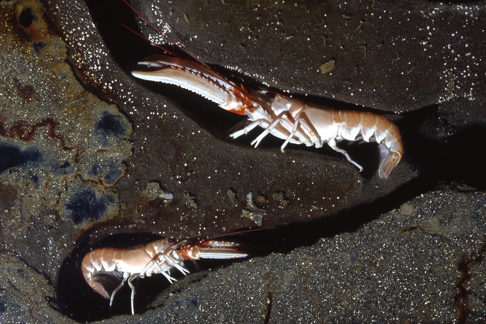 Langoustines dans leur terrier – Nephrops norvegicus © Océanopolis