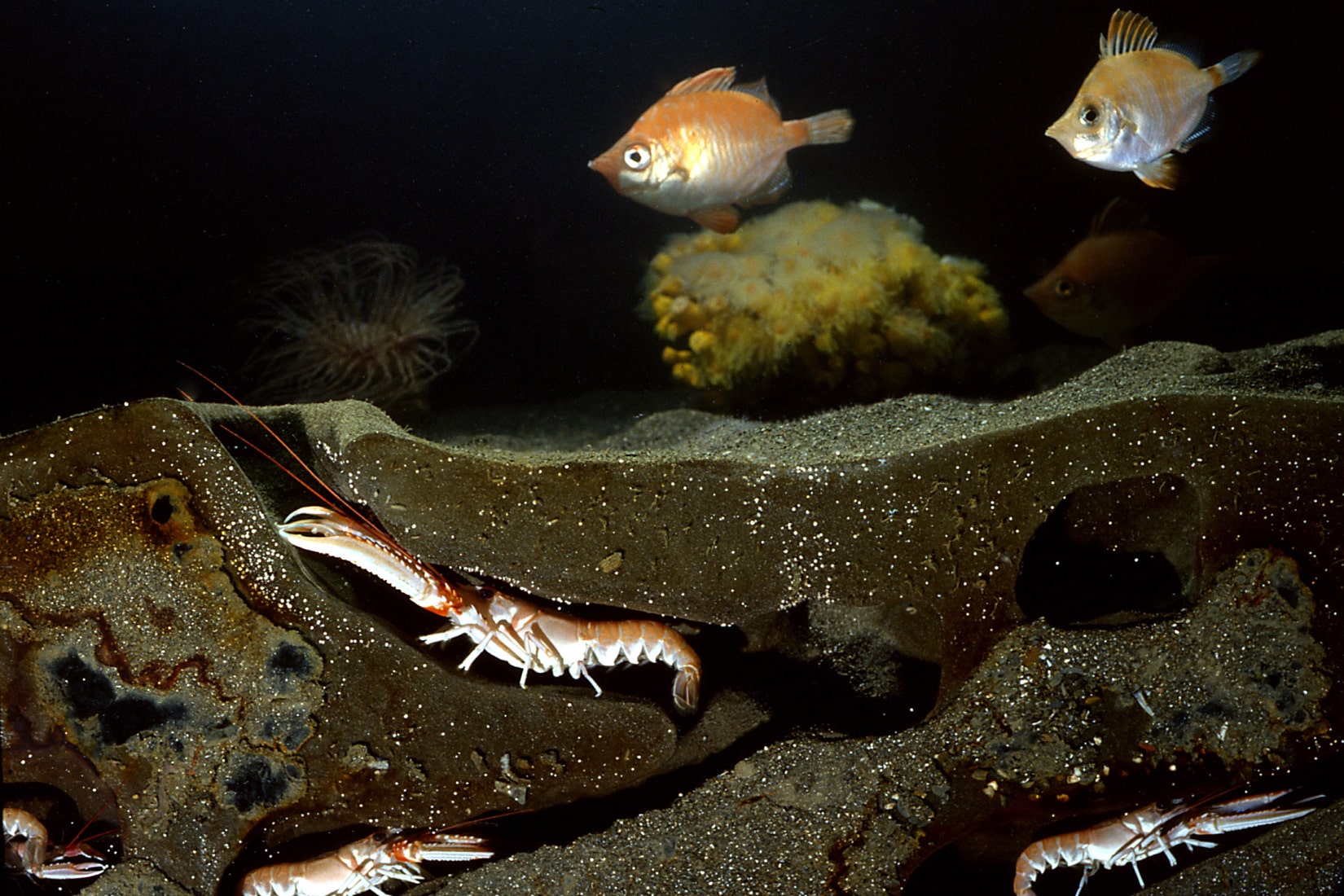 Langoustines dans leur terrier – Nephrops norvegicus © Océanopolis