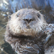 La loutre de mer
