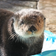 La loutre de mer