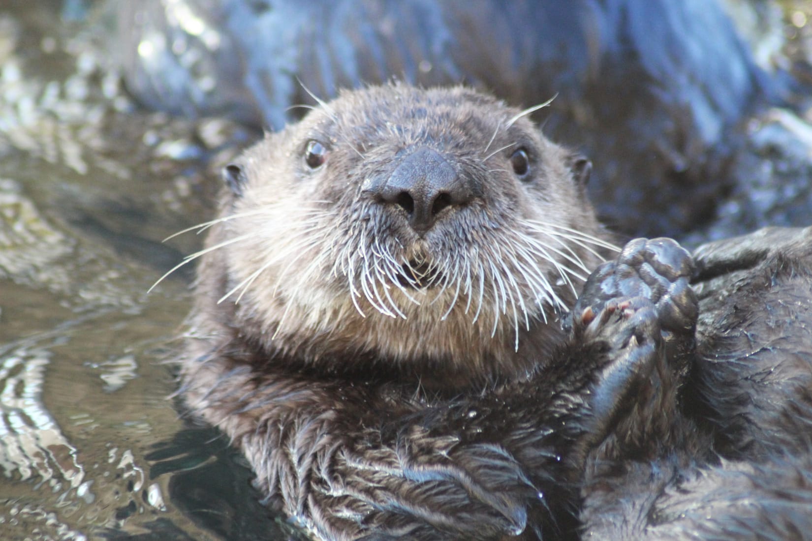 La loutre de mer - Oceanopolis