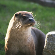 La loutre d’Europe
